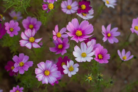 格桑花