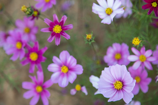 格桑花