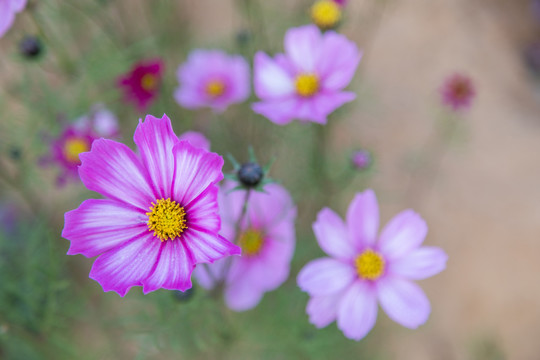 格桑花