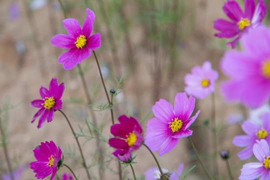 格桑花