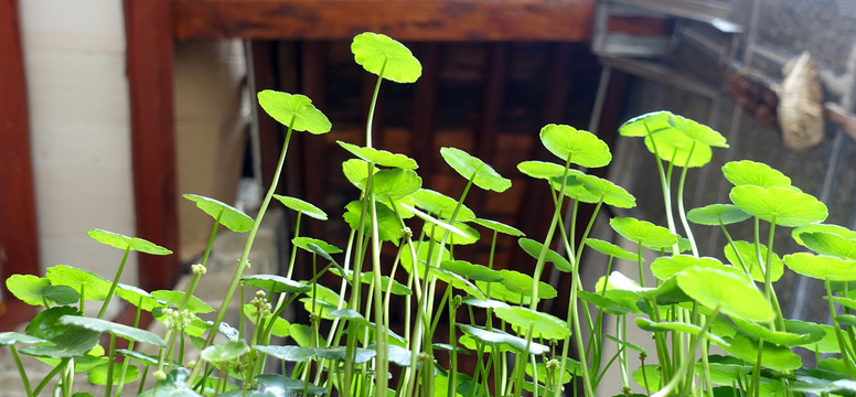 香菇草