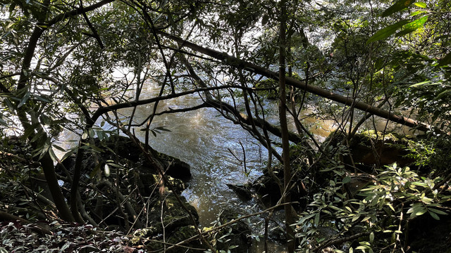 流水树枝