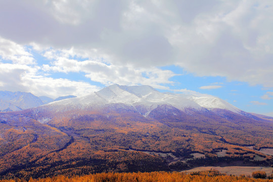 雪山松林