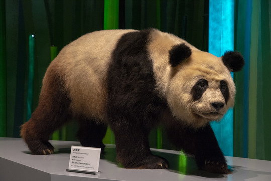 大熊猫标本