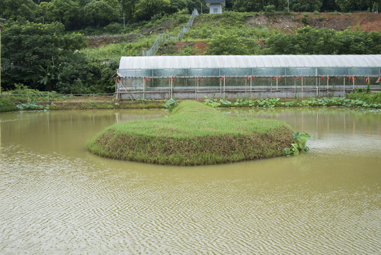 精養魚池