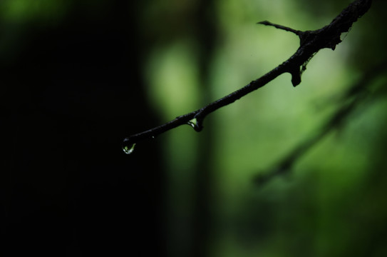 树枝下雨绿色