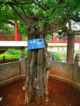 杜康仙庄古桑树