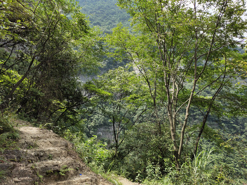 深山老林里的山路