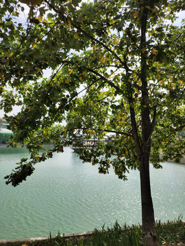 鹅掌楸与湖水