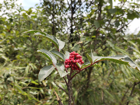 吴茱萸红色果实