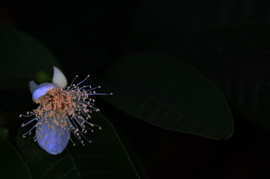 番石榴花