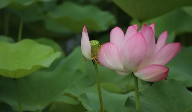 荷花的美