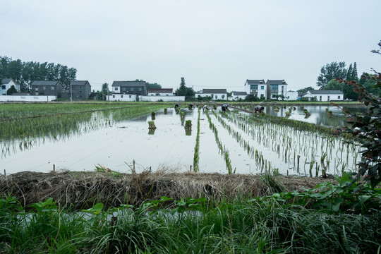 茨菇种植