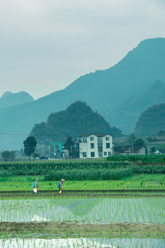 万峰林的田野