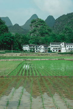 万峰林的田野