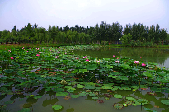 通州台湖公园