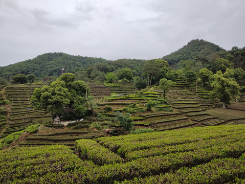 梅家坞茶园