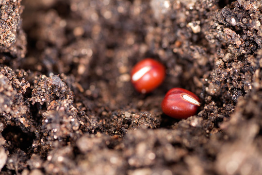 种在土壤里的种子