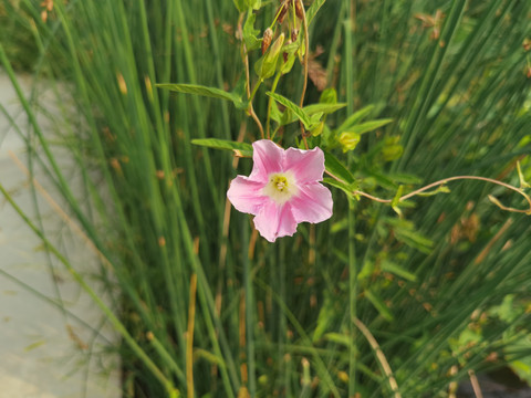 粉色牵牛花红色牵牛花