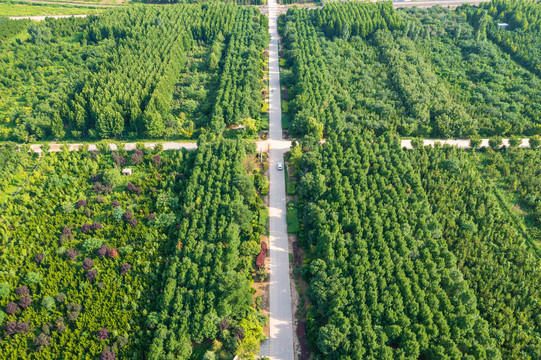 航拍东营大王林场