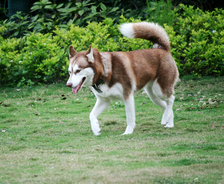 哈士奇犬