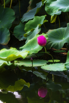 荷花池