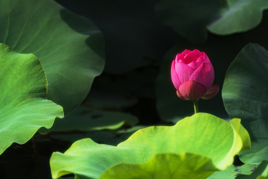 荷花池