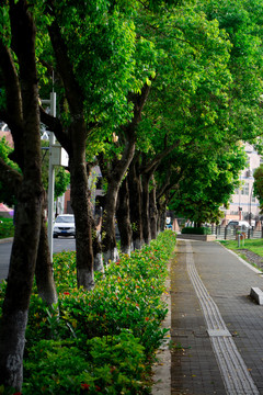 城市绿化