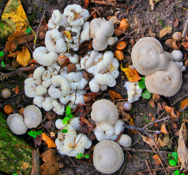 野生菌与野生蘑菇