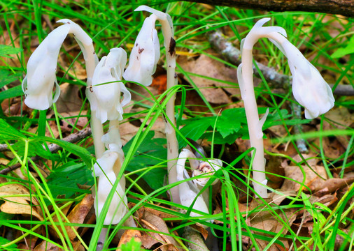 野生菌与蘑菇