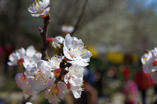 北京玉渊潭公园樱花