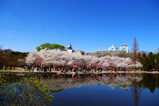 北京玉渊潭公园樱花