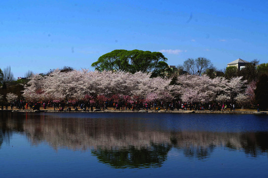 北京玉渊潭公园樱花