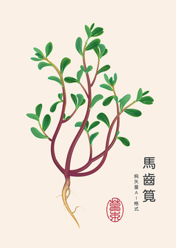 馬齒筧