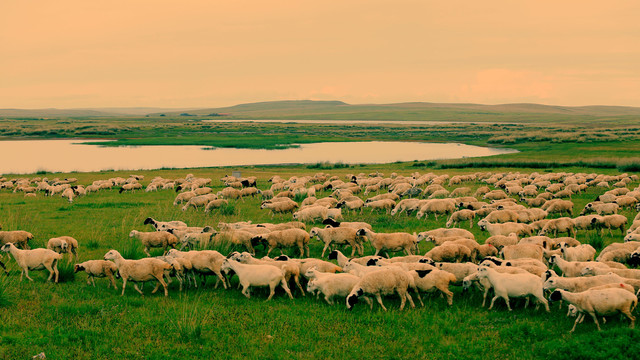 内蒙古羊群