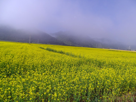 油菜花地