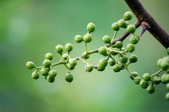 青花椒