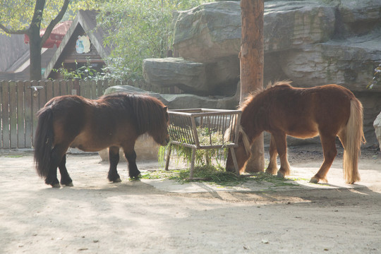 动物园里的设特兰矮马