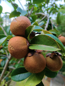 茶花果子