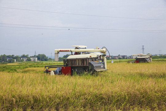 收割机收水稻