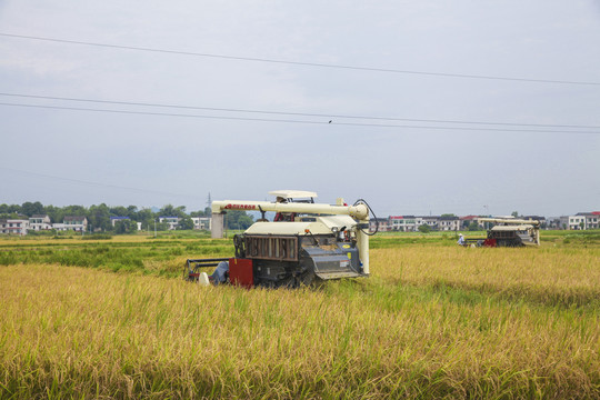 收割机收水稻