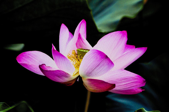 蓮花裝飾畫
