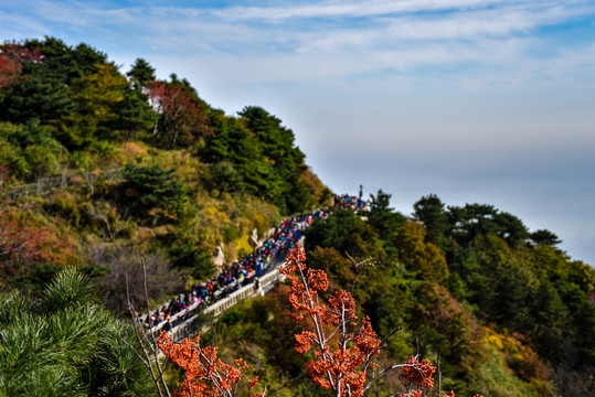 泰山