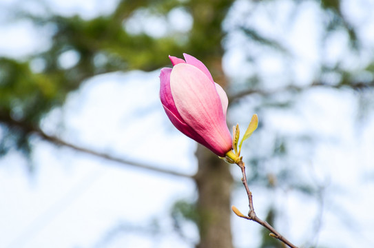 玉兰花