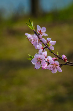 桃花