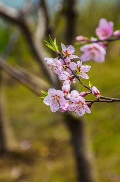 桃花