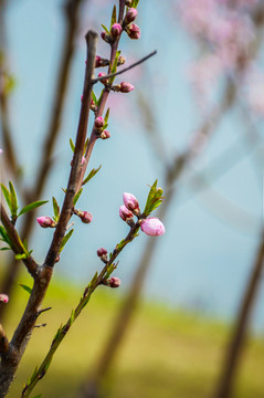 桃花