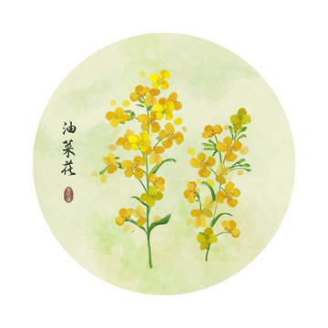 油菜花