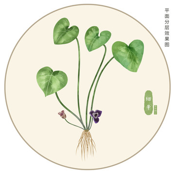 手繪細辛