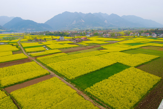 油菜花